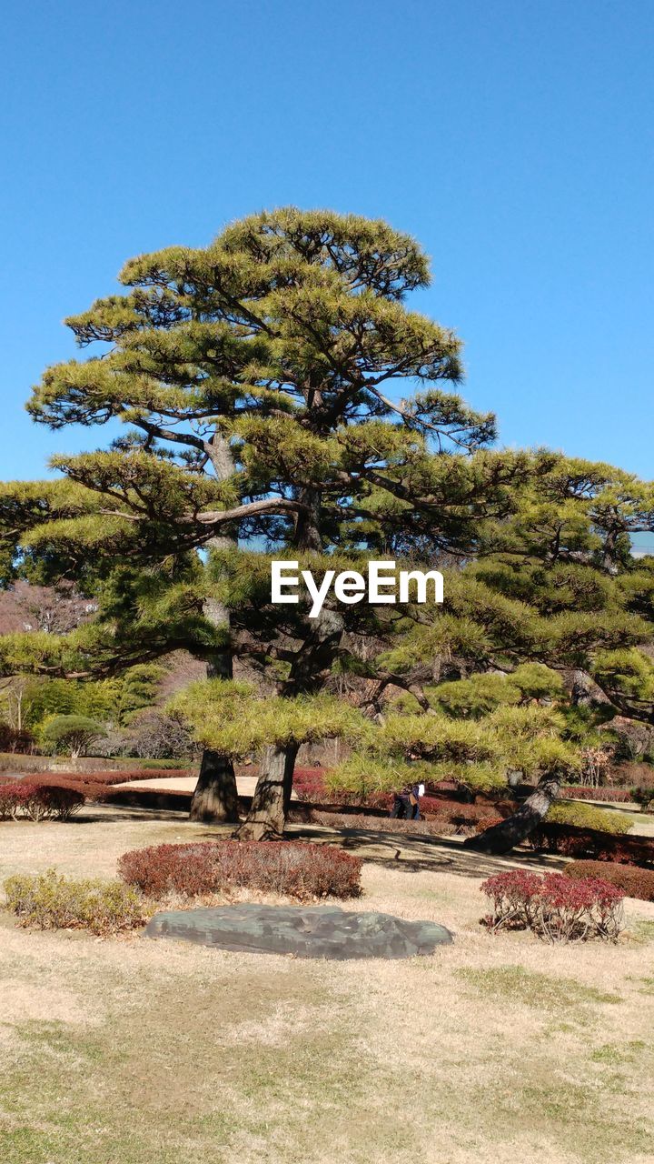 TREE ON FIELD AGAINST CLEAR SKY