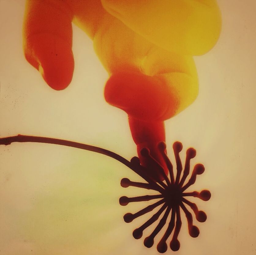 CLOSE-UP OF ORANGE FLOWER