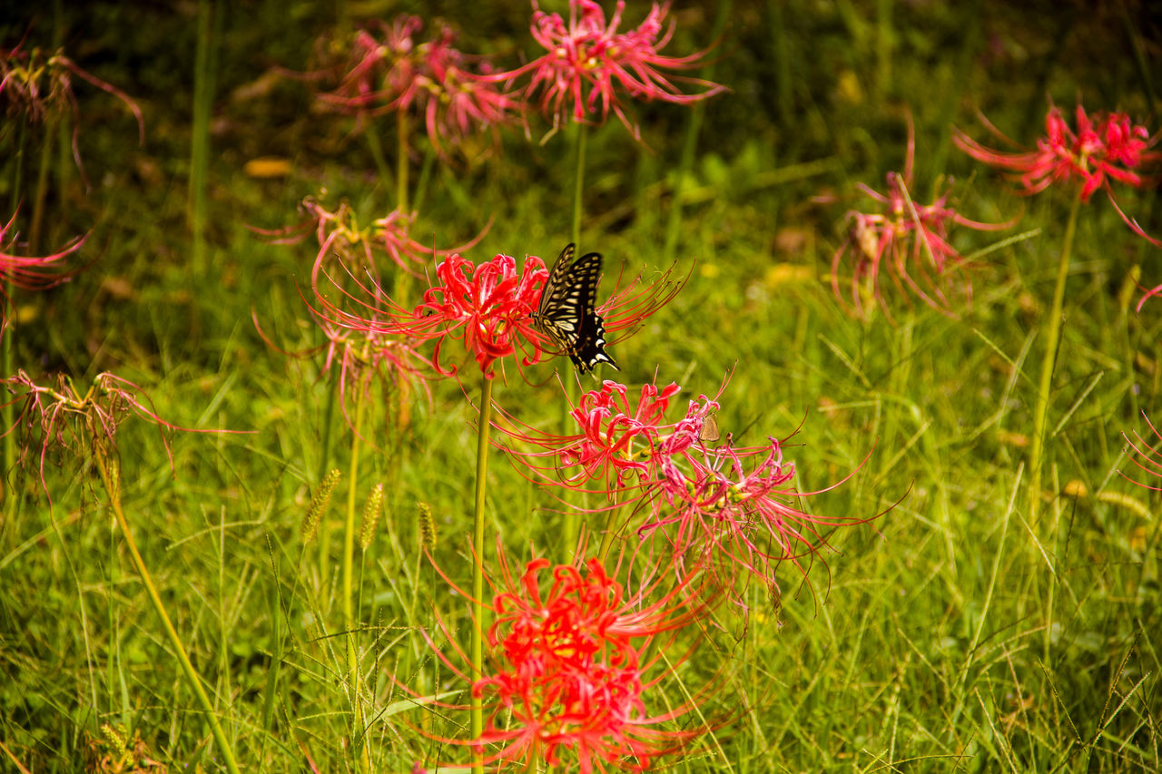 Butterfly on red flowers over grassy field