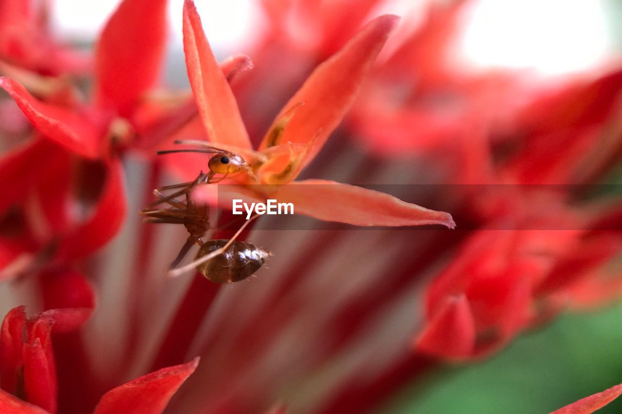 CLOSE-UP OF INSECT ON RED FLOWER BLOOMING OUTDOORS