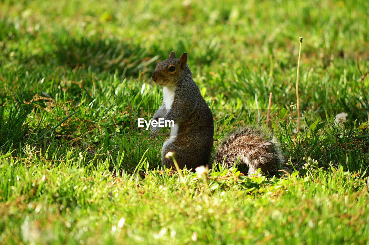 SQUIRREL ON GRASS IN FIELD