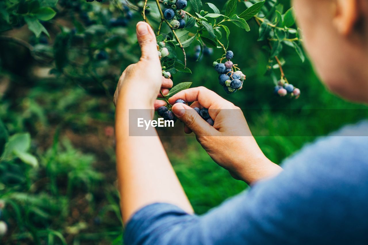 Cropped image of woman picking fresh blueberries at farm