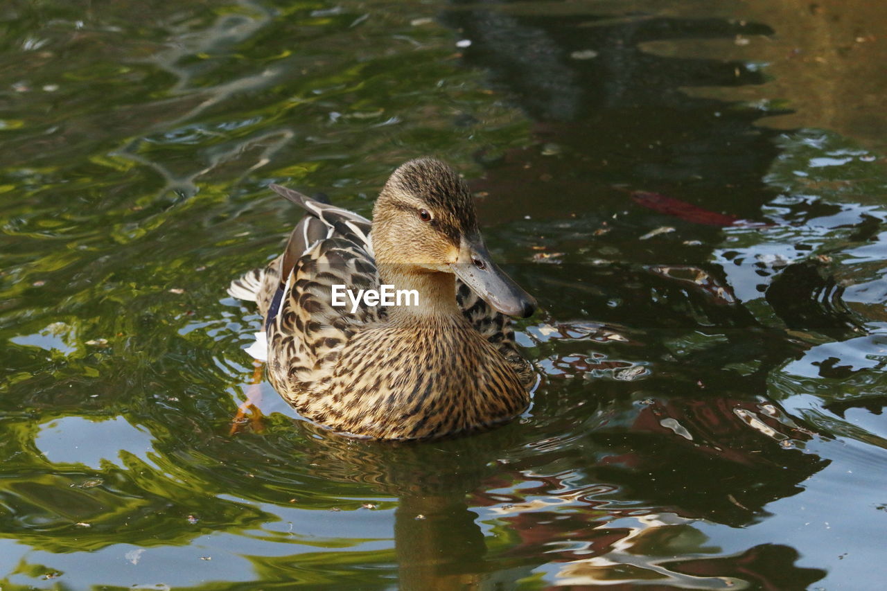 Duck swimming in lake