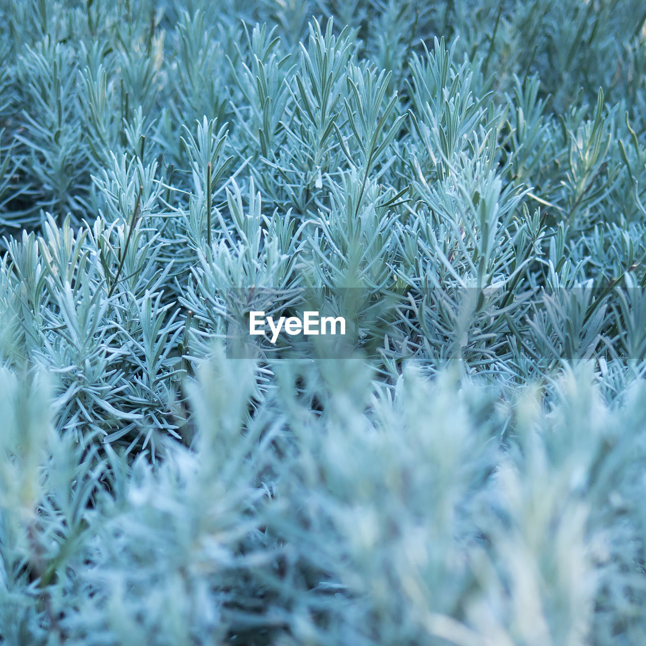 Close-up of lavender plant during winter