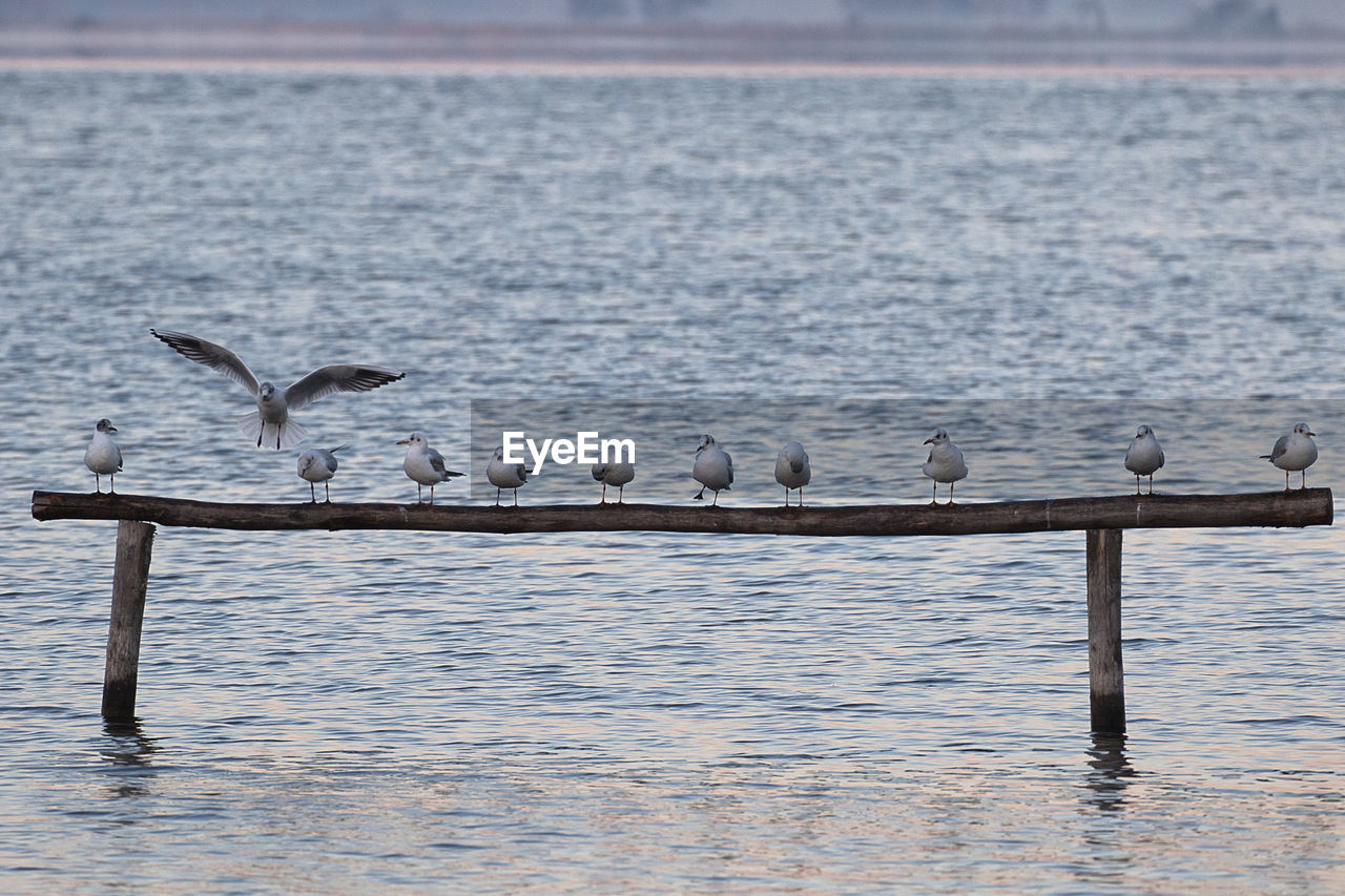 BIRDS PERCHING ON THE SEA