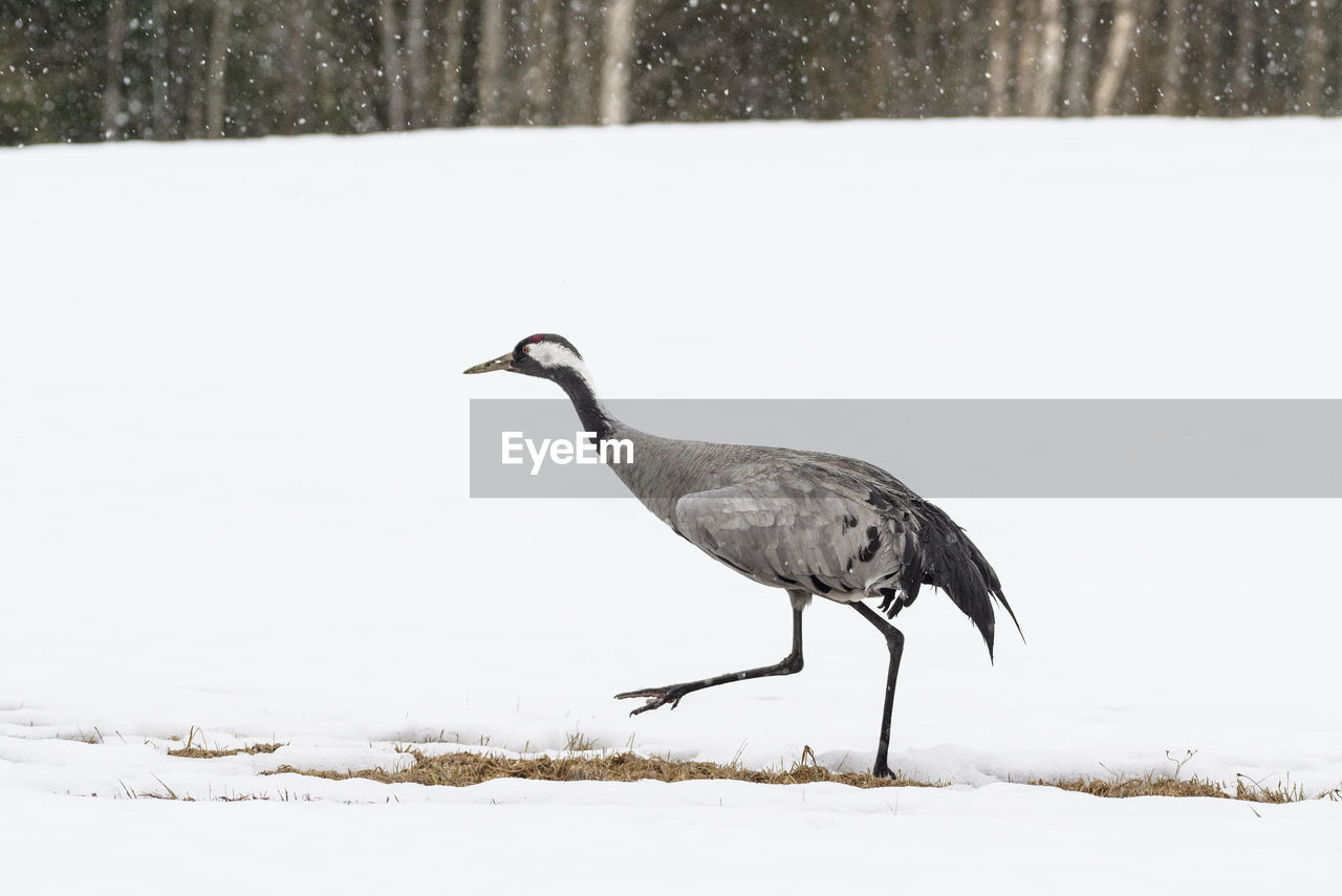 Bird on snowy field during winter