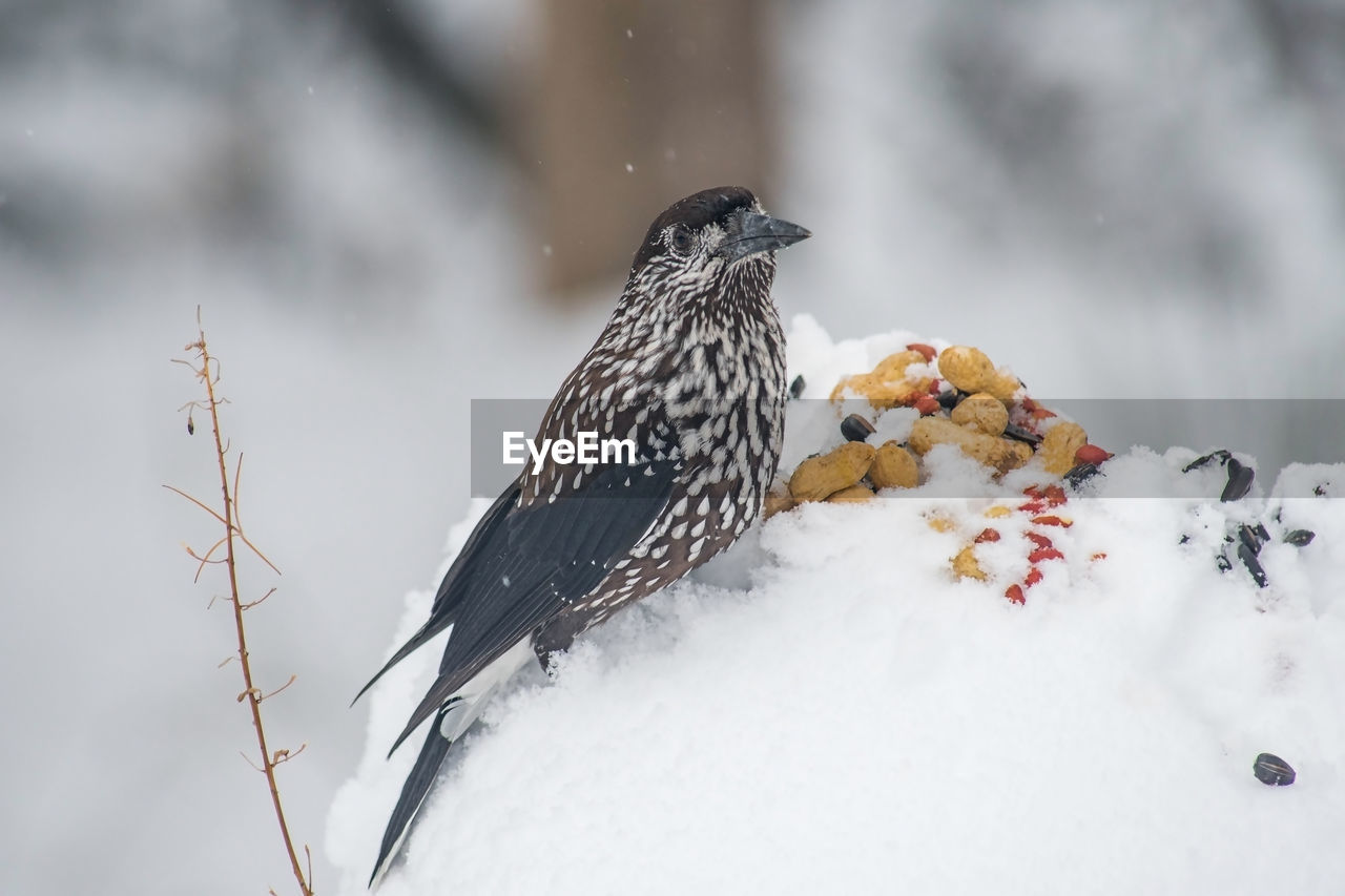 CLOSE-UP OF BIRD PERCHING ON SNOW COVERED