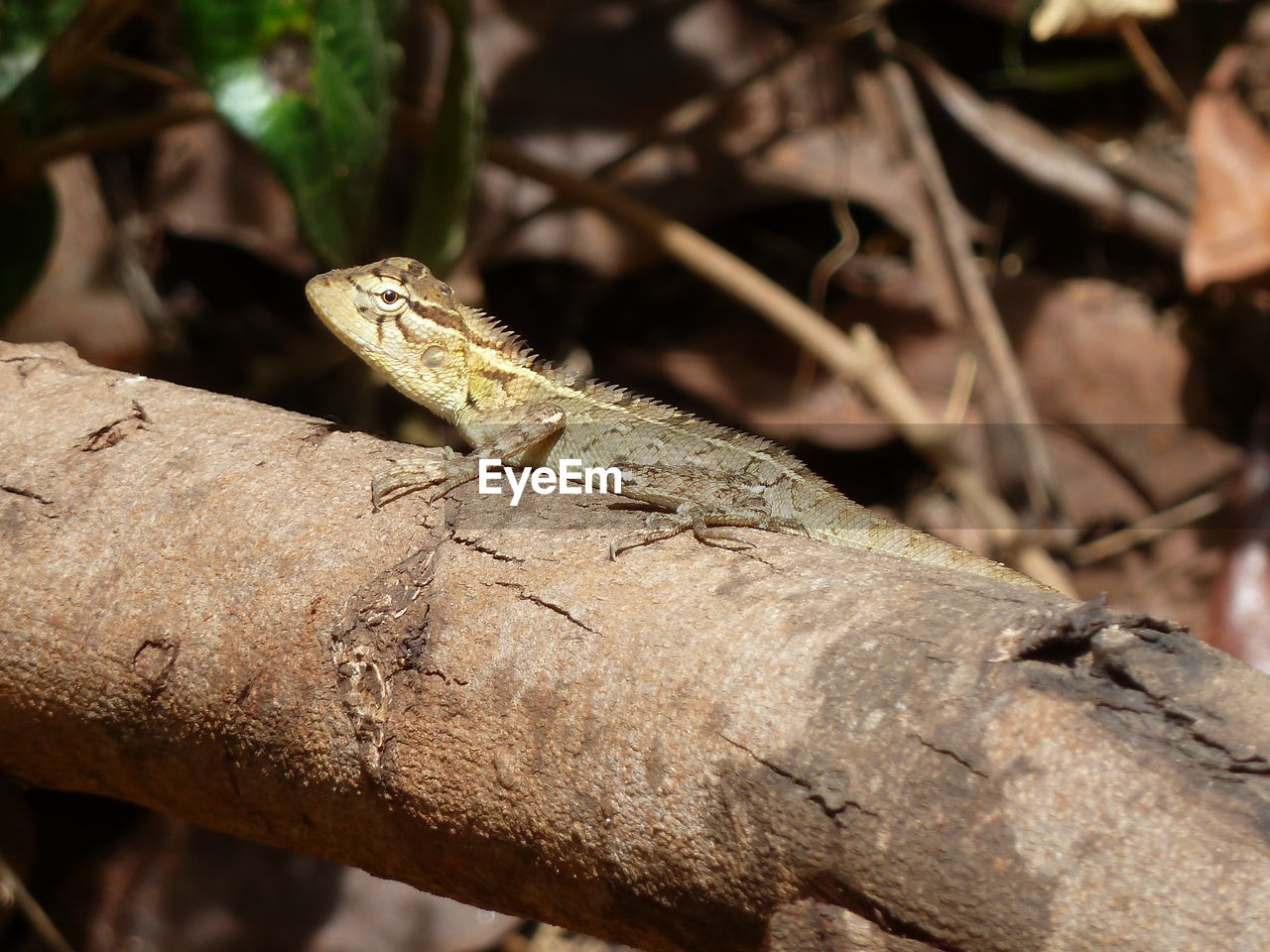 CLOSE-UP OF LIZARD ON LEAF
