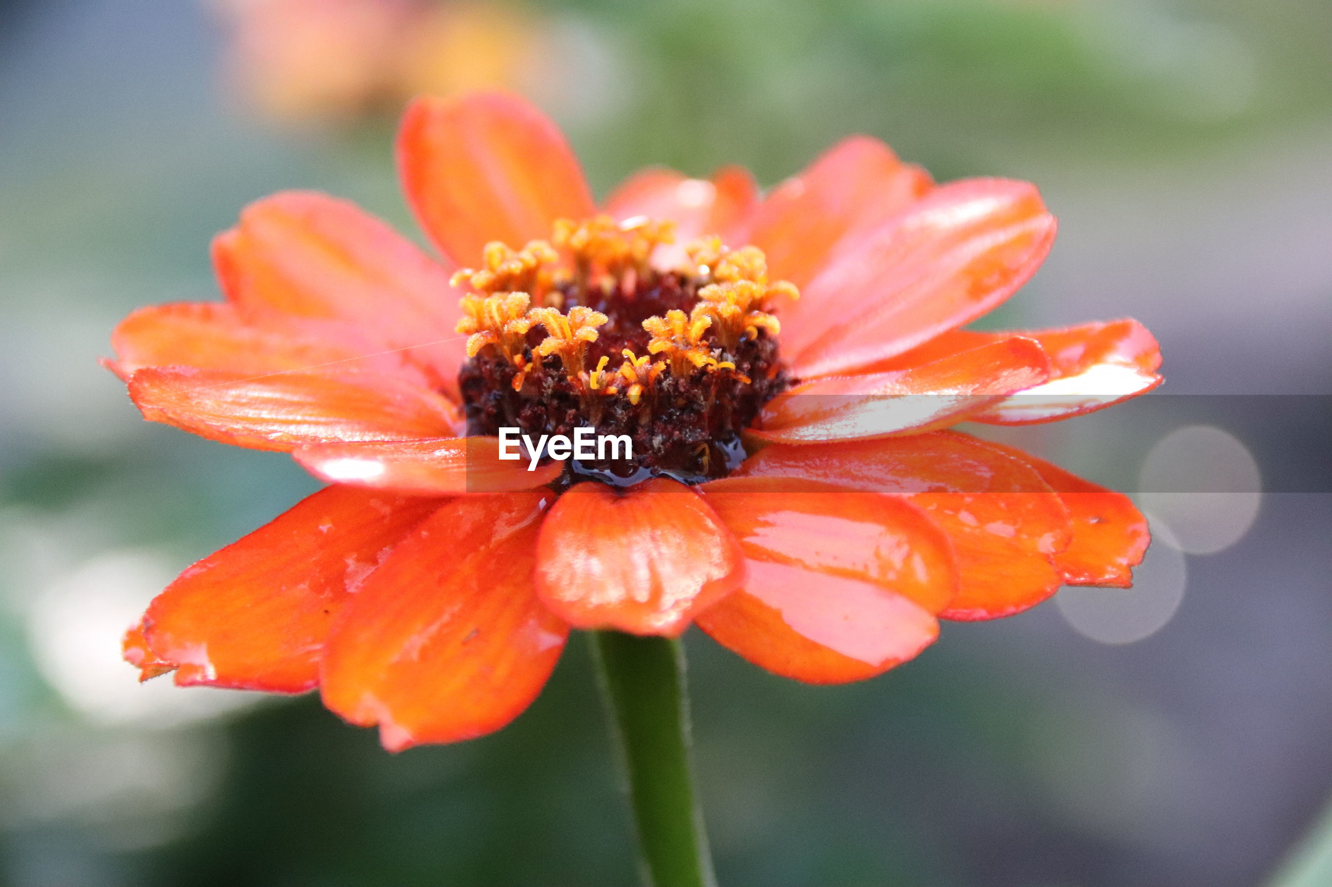 Closeup of orange flower pollen ID 123856919