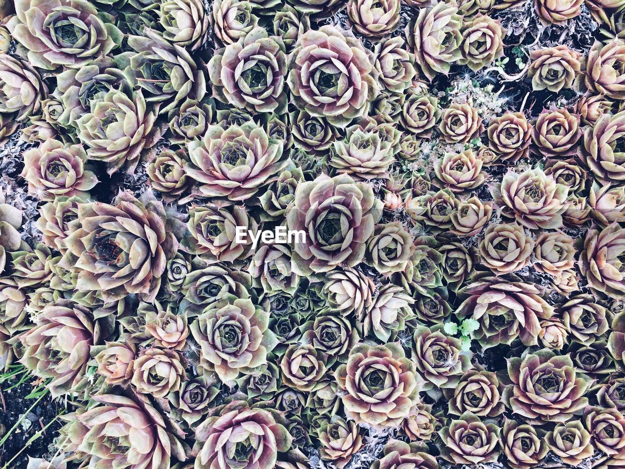 Full frame of purple succulent plants growing outdoors