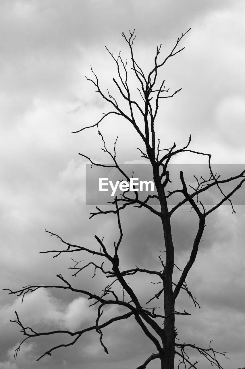 SILHOUETTE OF BARE TREE AGAINST CLOUDY SKY