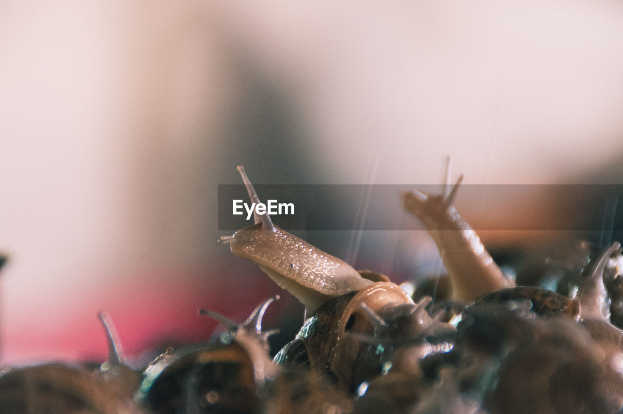 Close-up of snails
