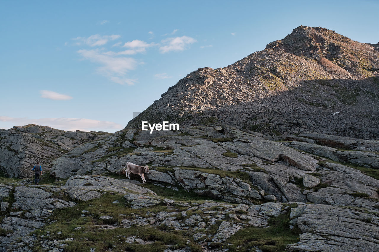 A cow is running away from her owner inside the mountain