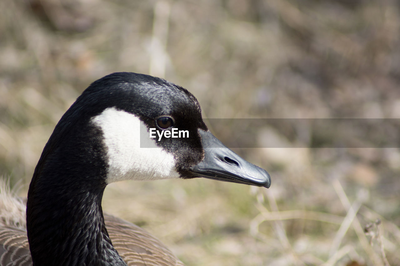 Close-up of a canada goose