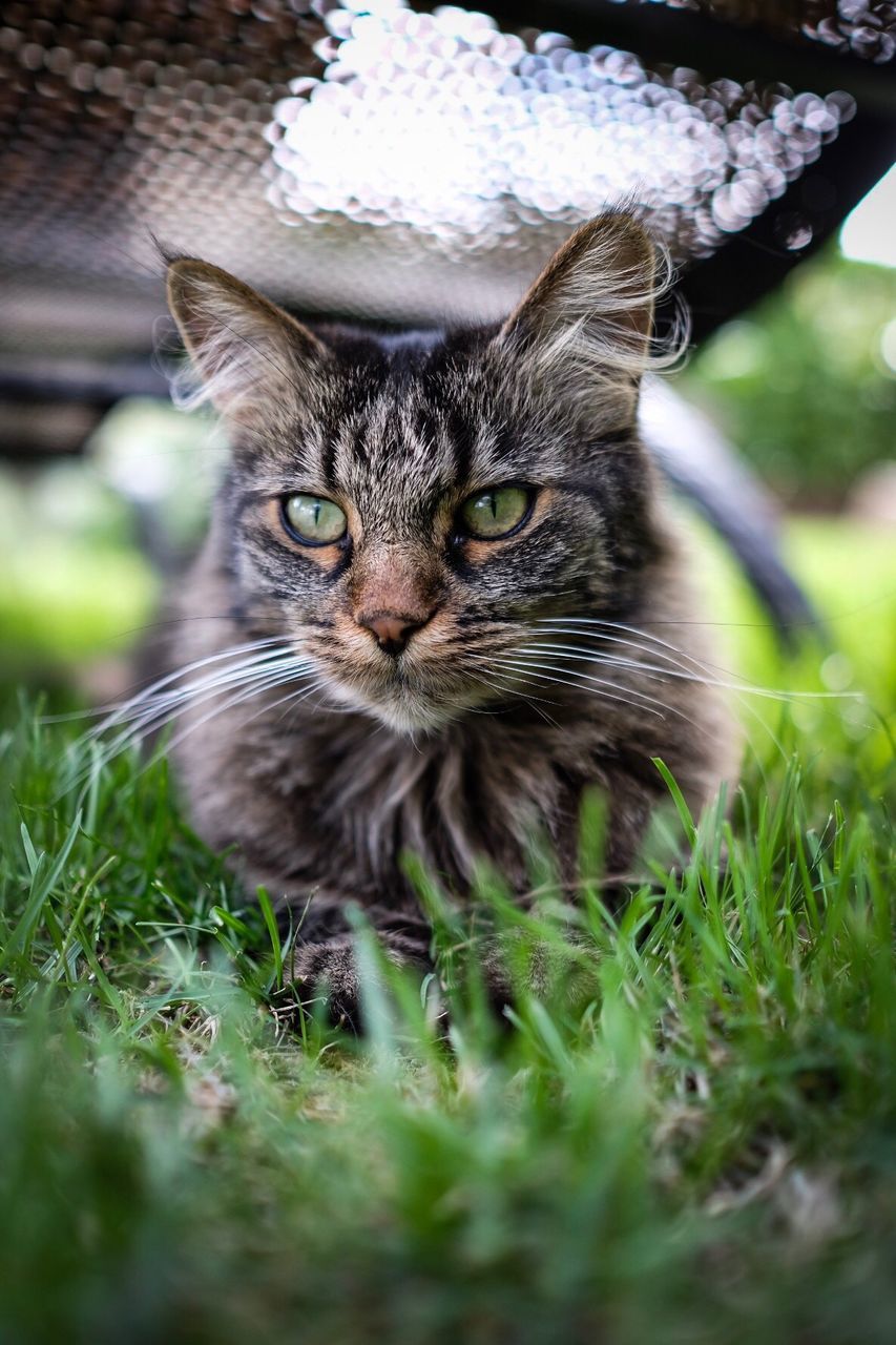 PORTRAIT OF CAT ON GRASS