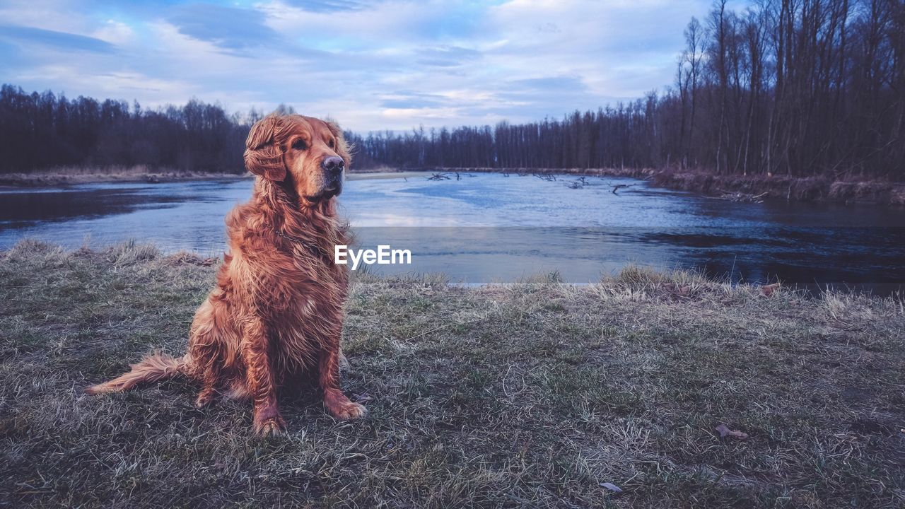 Dog sitting beside lake