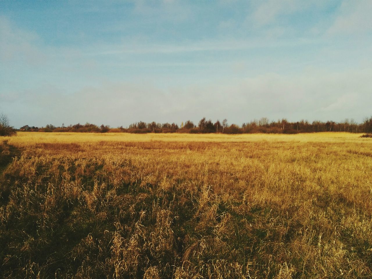 Scenic view of grassy field against sky