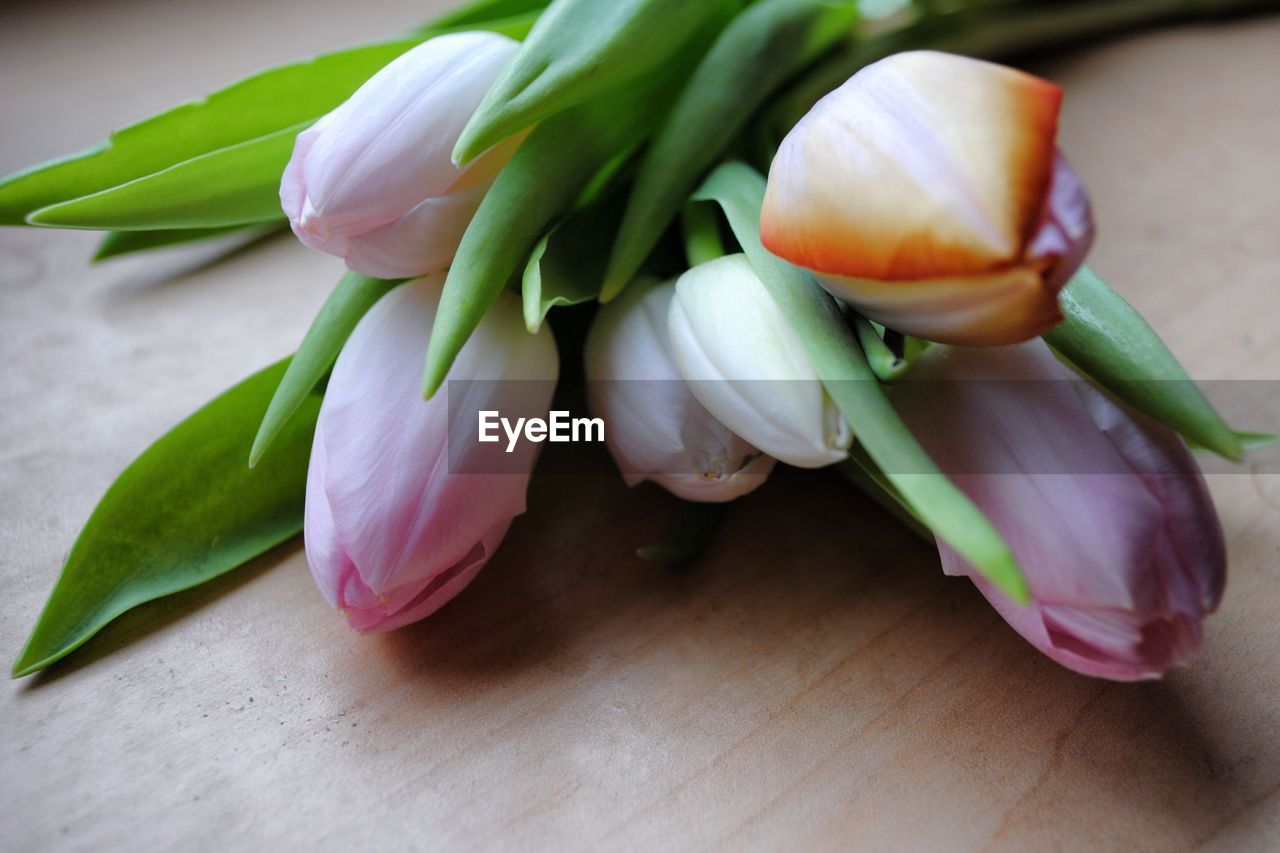 Close-up of tulips on table