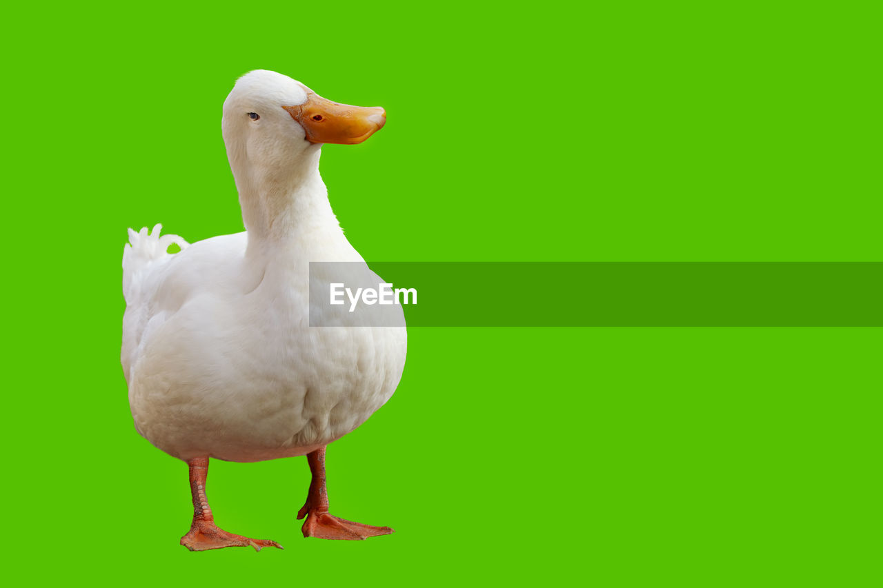 bird, animal themes, animal, duck, ducks, geese and swans, water bird, animal wildlife, goose, one animal, wildlife, beak, green, no people, white, nature, colored background, copy space, green background, full length, poultry, animal body part