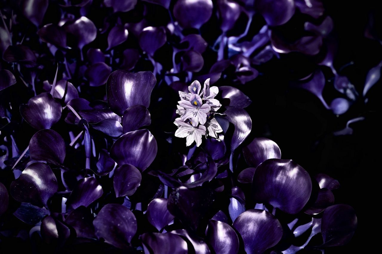 CLOSE-UP OF PURPLE FLOWER
