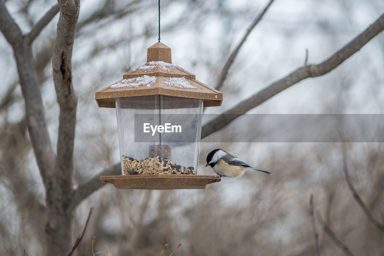 View of bird eating from feeder