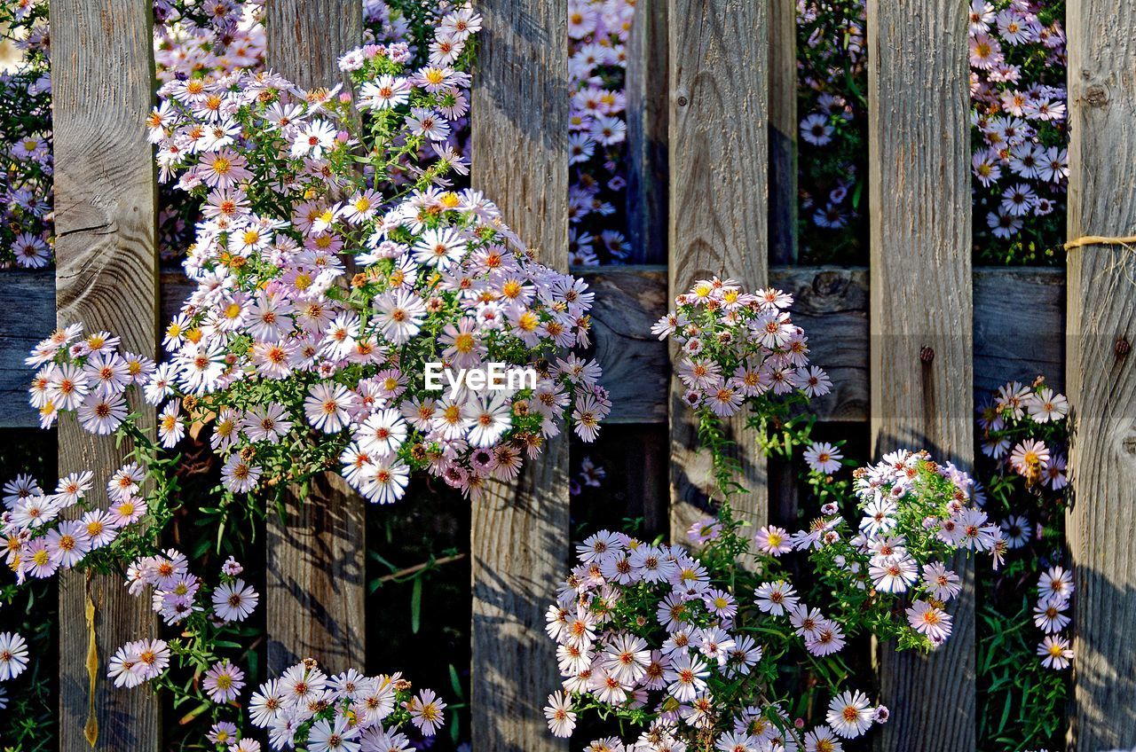 View of flowering plants against wooden fence