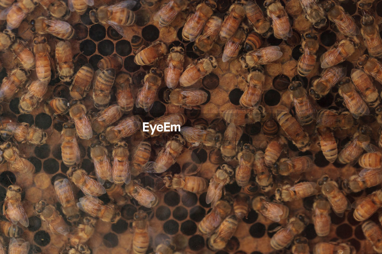 Full frame shot of honey bees