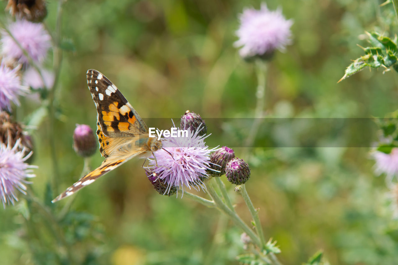 Close-up of butterfly pollinating on pink flower