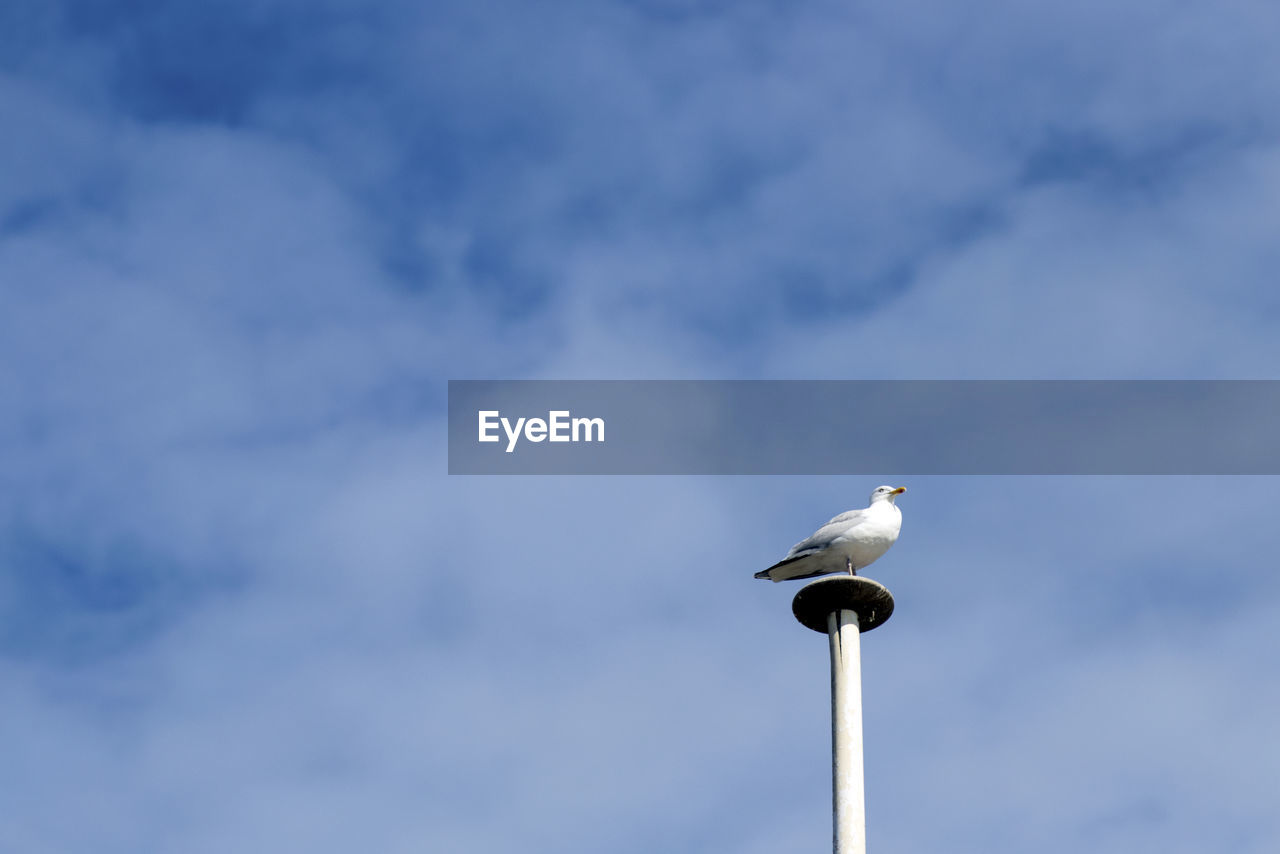 LOW ANGLE VIEW OF SEAGULL PERCHING ON POLE