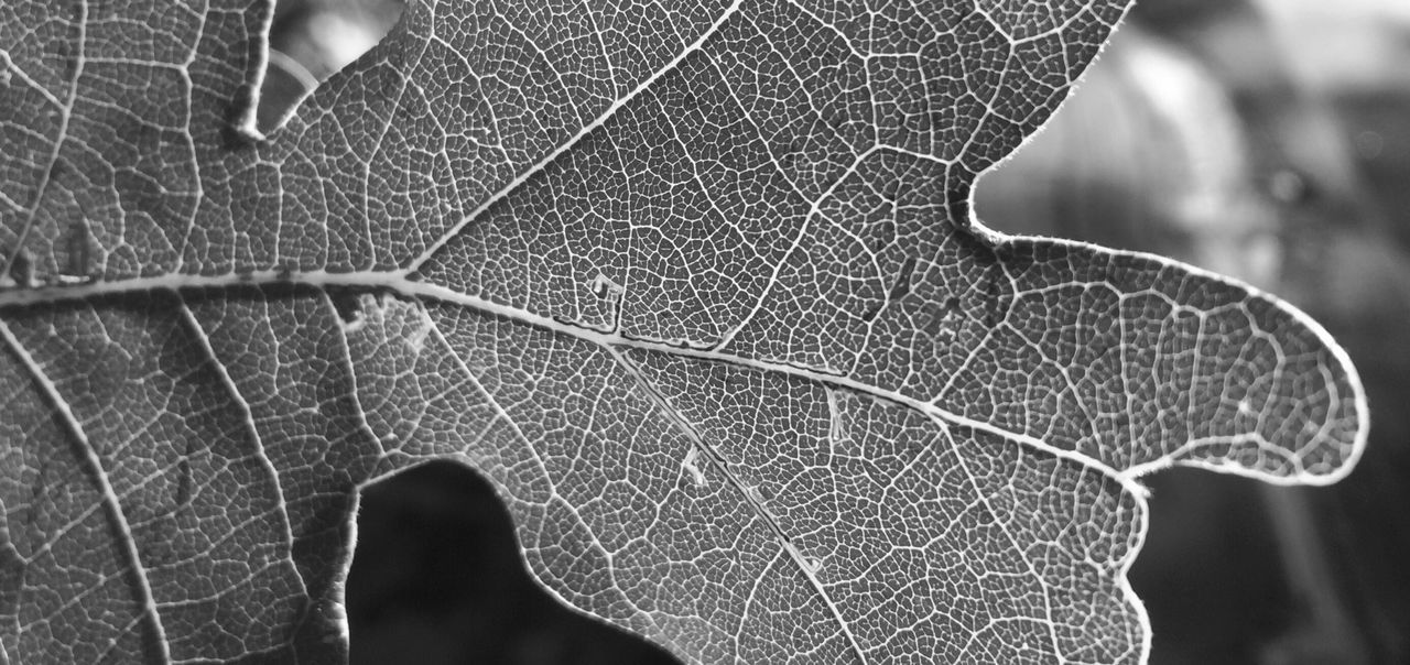 Detail shot of leaf
