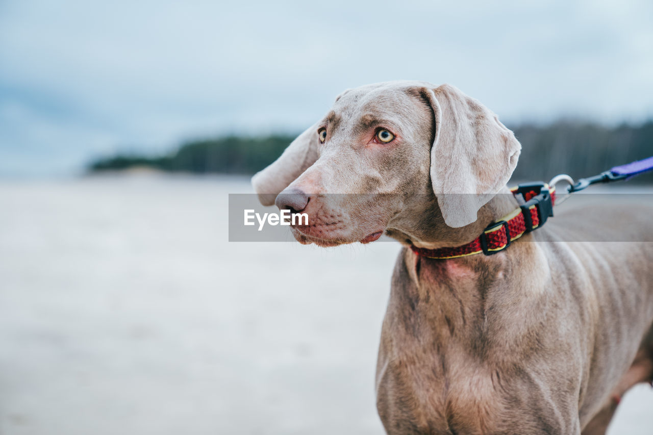 Close-up of dog looking away