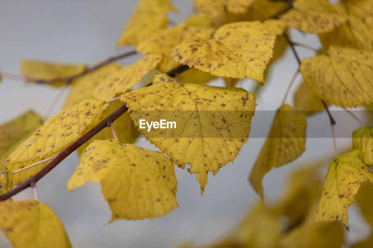 Close-up of yellow autumn leaves