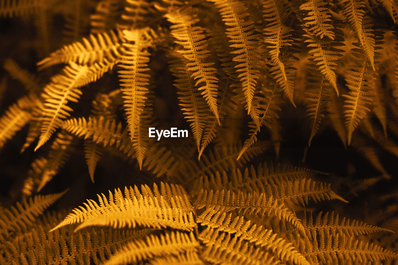 Autumn ferns leaves background. golden foliage natural floral pattern. selective focus