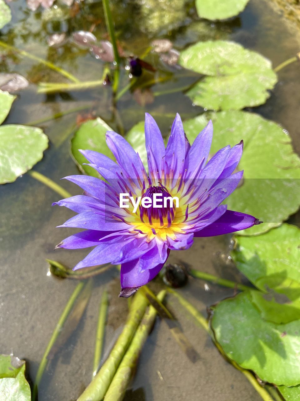 High angle view of purple water lily in pond