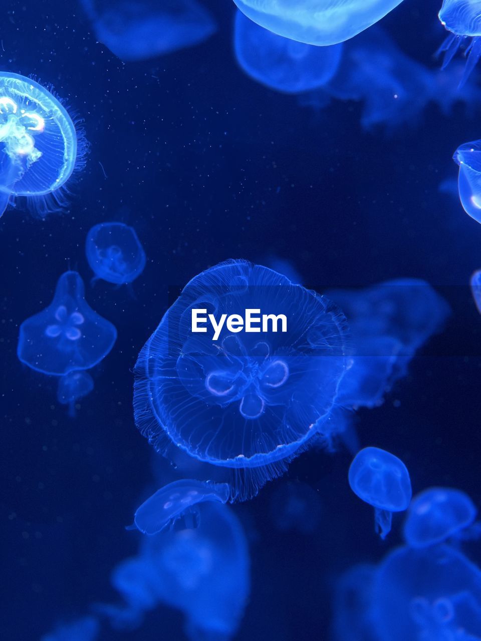 jellyfish in sea