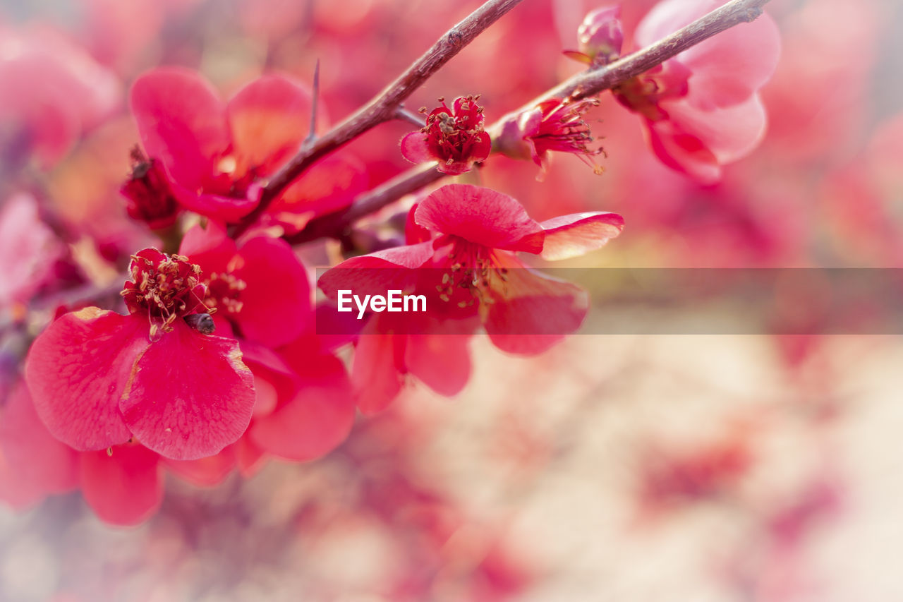 CLOSE-UP OF PINK CHERRY BLOSSOMS OUTDOORS