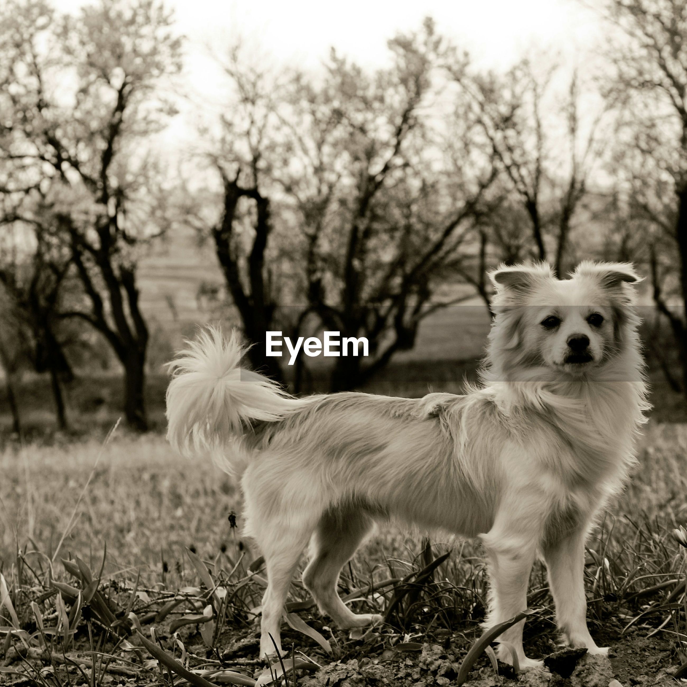 Dogs Dog Love Dogstagram Doglovers Pets Pet Eyeem