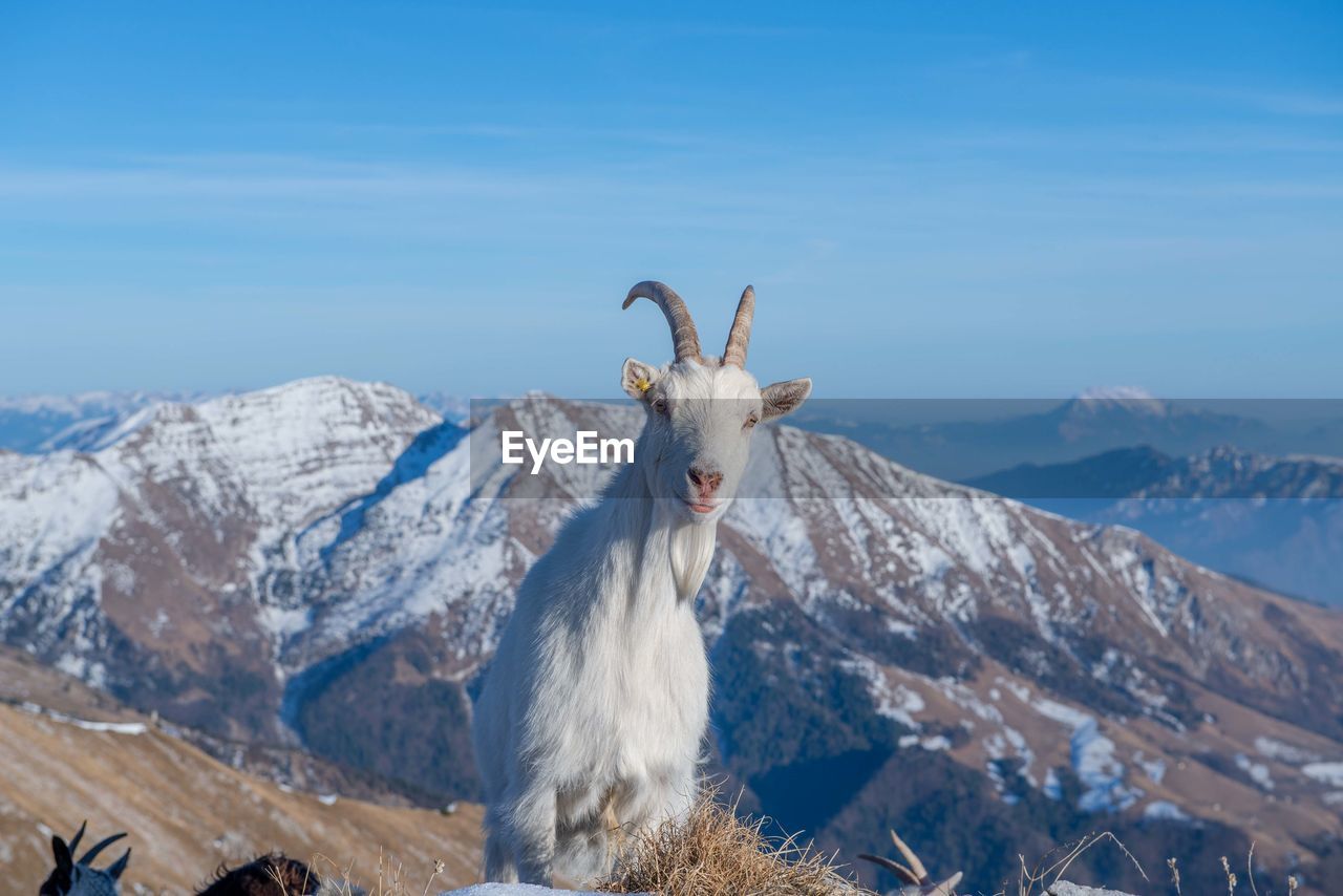 View of a horse on snowcapped mountain against sky