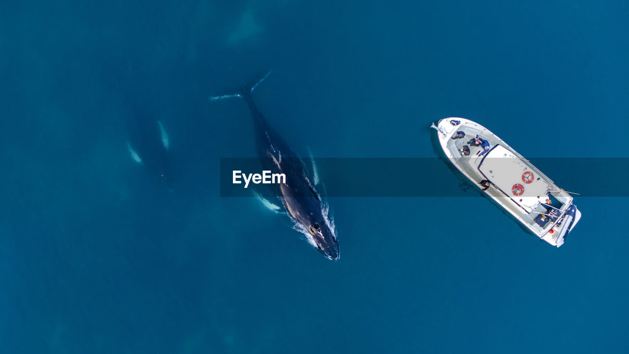 High angle view of whale swimming by boat in sea