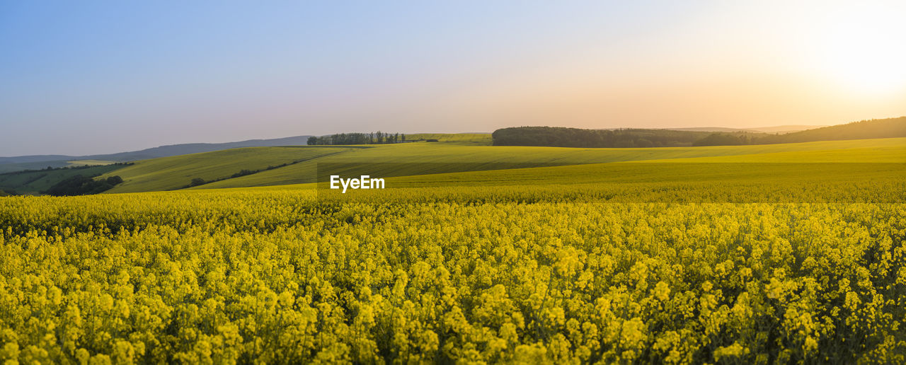 Scenic view of oilseed rape field against sky