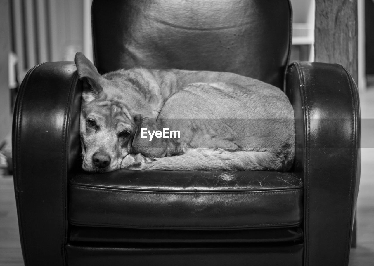 Close-up of dog sleeping