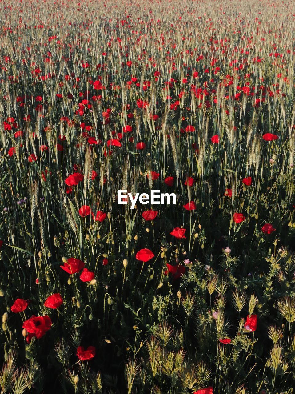 RED POPPY FLOWERS GROWING IN FIELD
