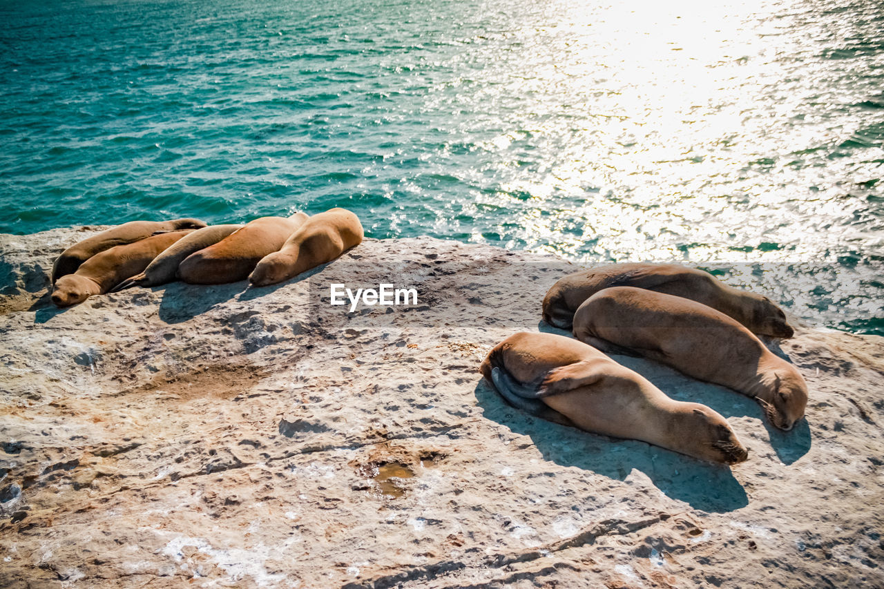 Caifornia sea lions sleeping on a cliff with ocean in background 
