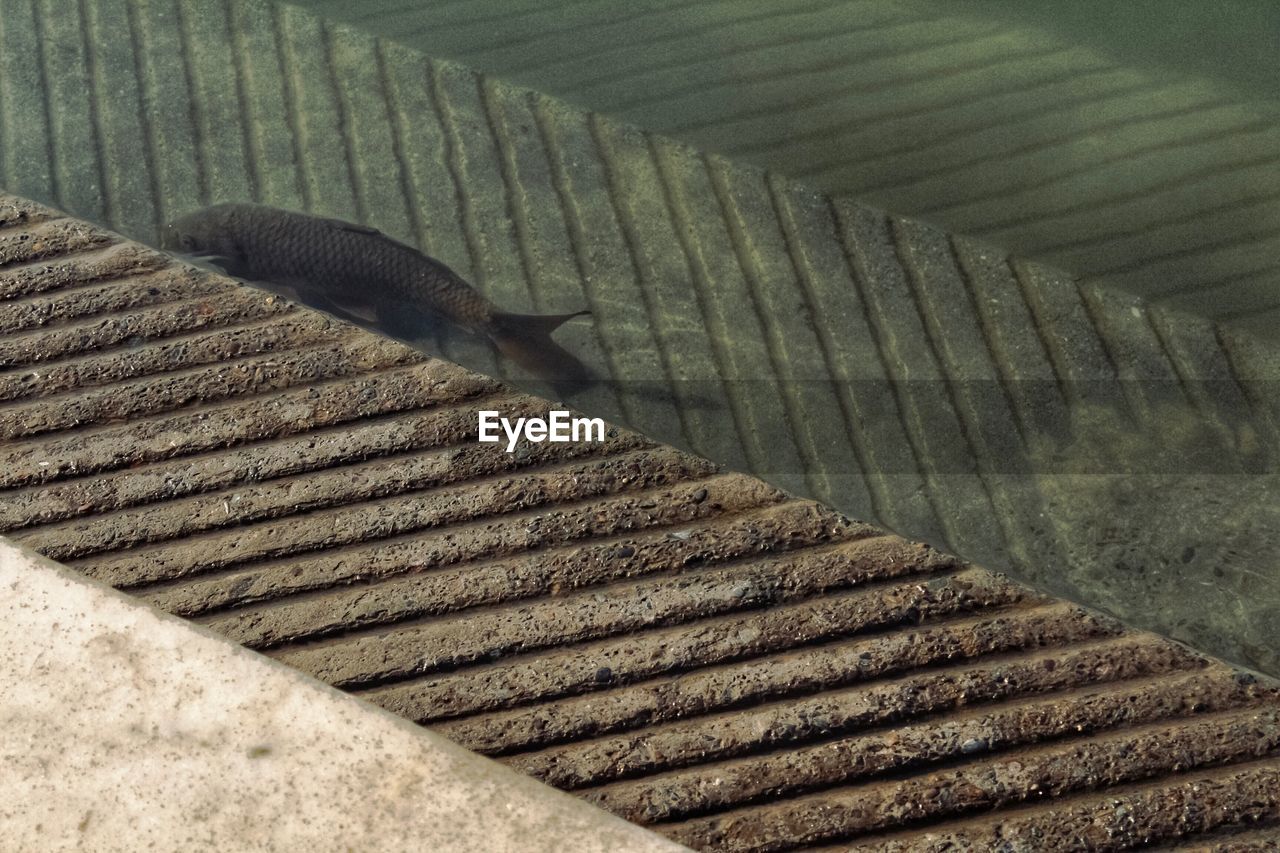 High angle view of fish in a pond 