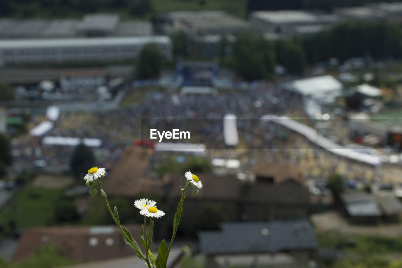 HIGH ANGLE VIEW OF FLOWERING PLANT AGAINST CITY