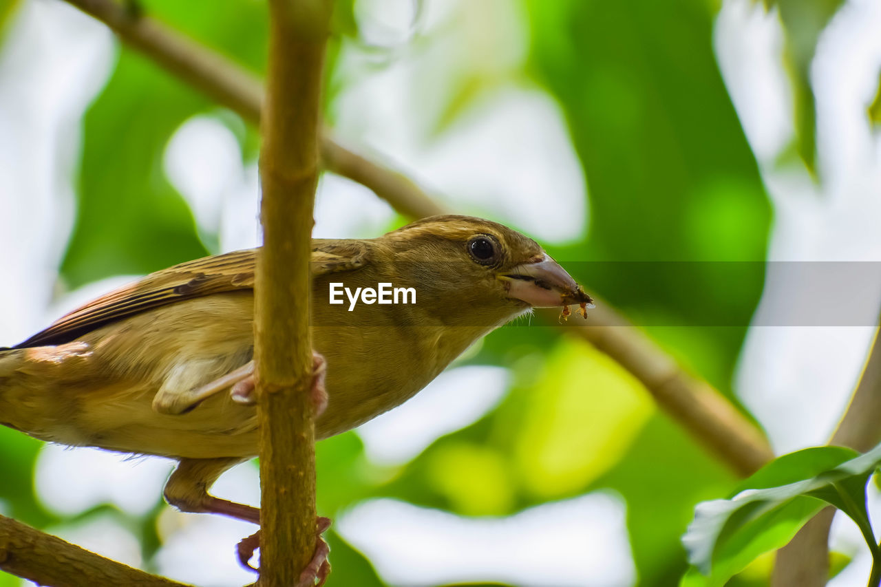 CLOSE-UP OF BIRD PERCHING ON PLANT