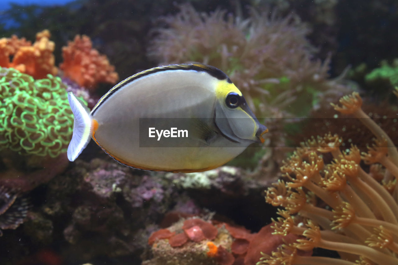 Close-up of fish swimming in sea