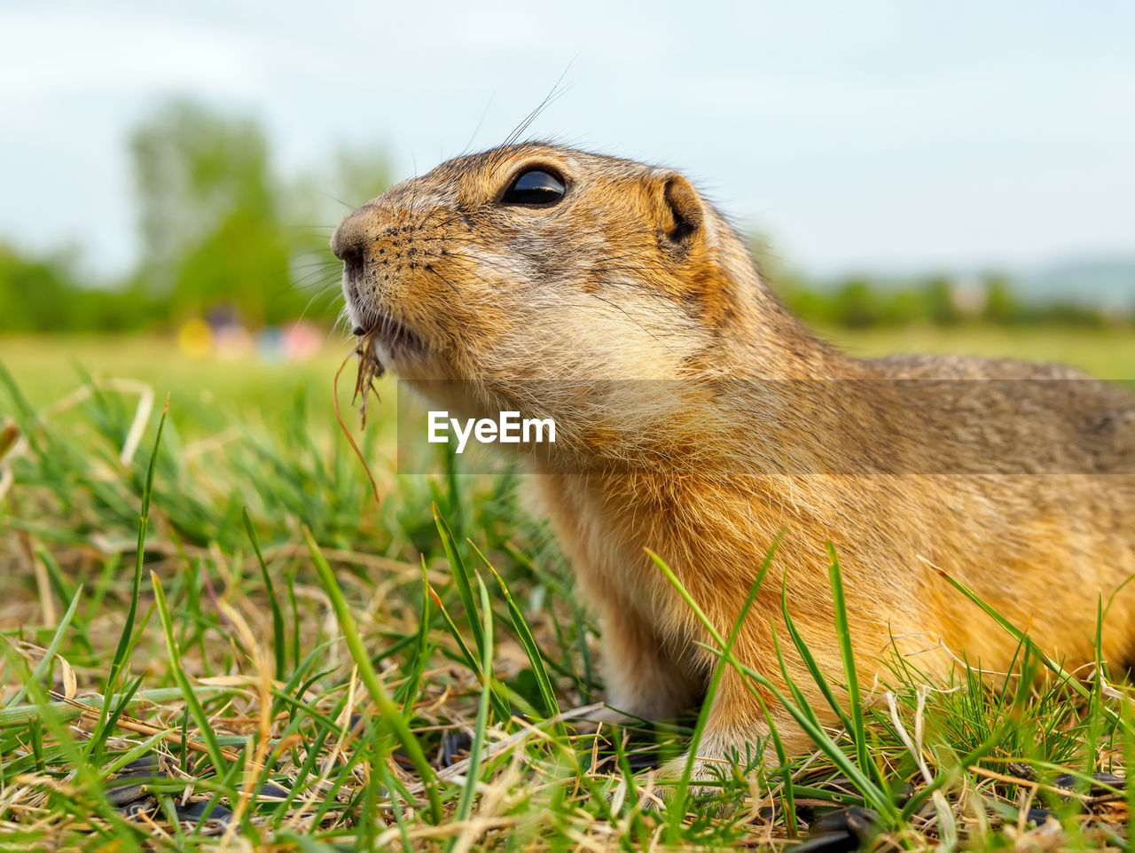 animal, animal themes, animal wildlife, one animal, mammal, wildlife, grass, whiskers, prairie dog, rodent, squirrel, nature, no people, plant, prairie, close-up, day, outdoors, land, side view, eating, field, focus on foreground, brown