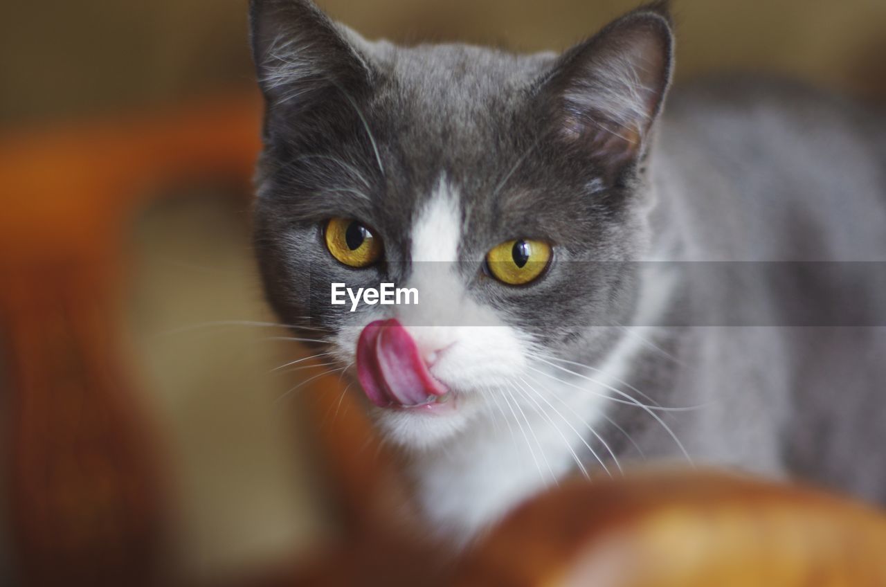 Portrait of cat
