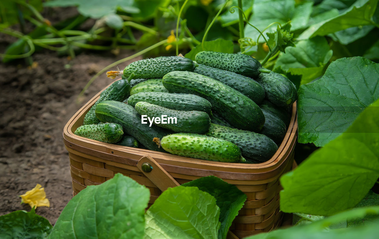 Close-up of cucumbers in box